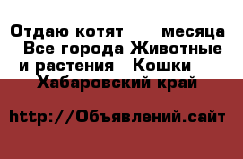 Отдаю котят. 1,5 месяца - Все города Животные и растения » Кошки   . Хабаровский край